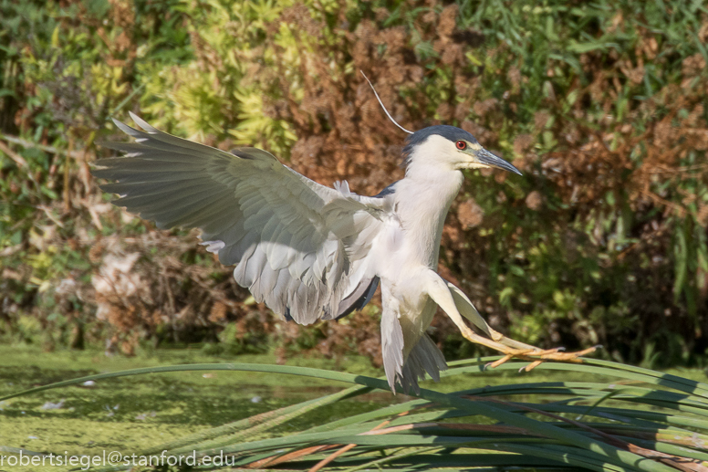 emily renzel wetlands